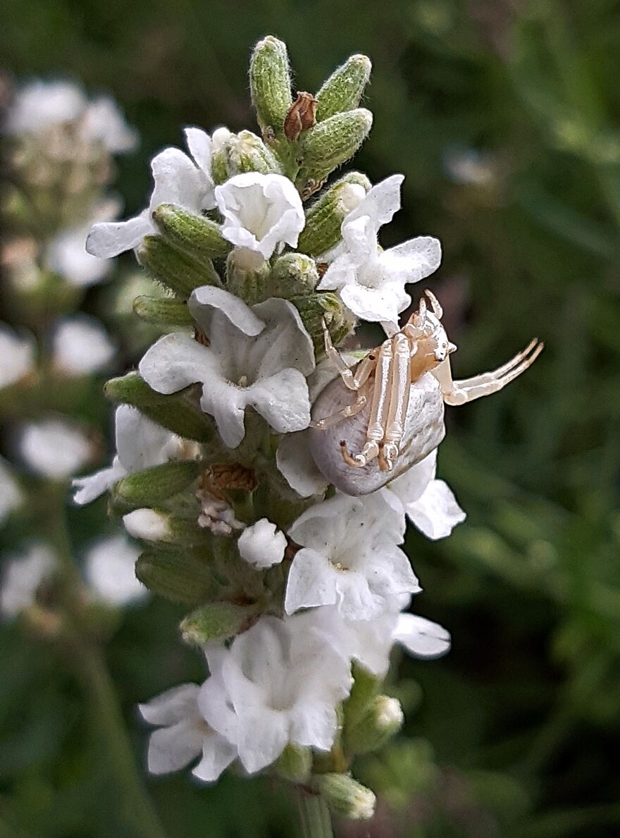 A Slightly Strange White Lavender And A Slightly Strange White Spider !