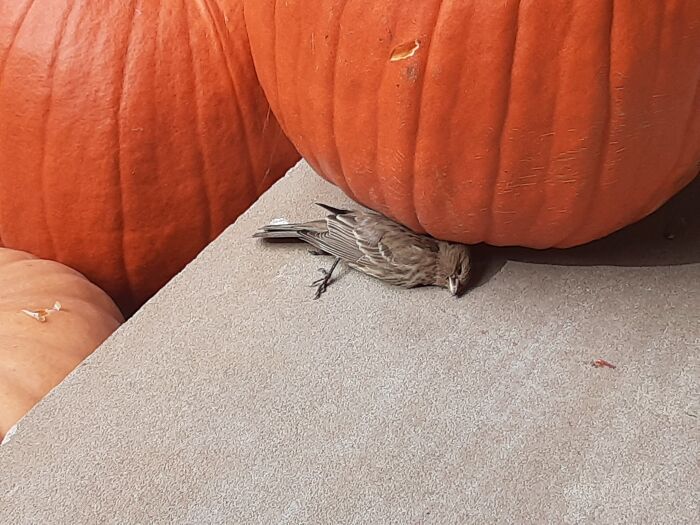 Just A Bird Sleeping Under A Pumpkin. Definitely Not Dead.