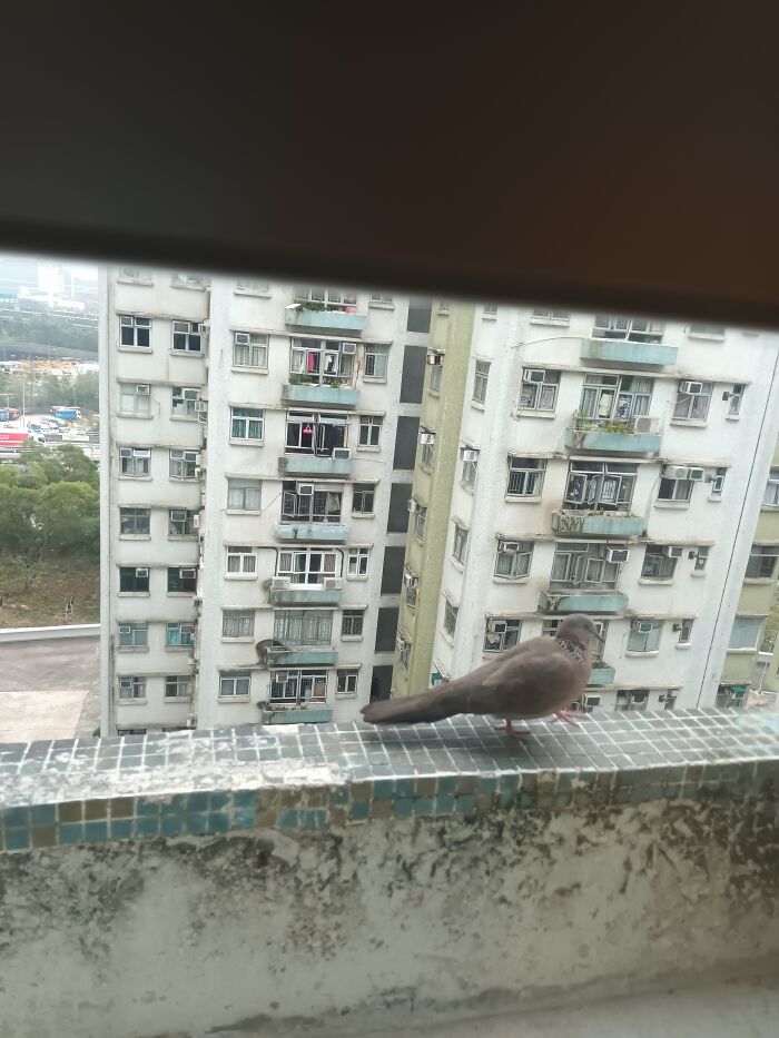 A Bird Doing The Catwalk.
