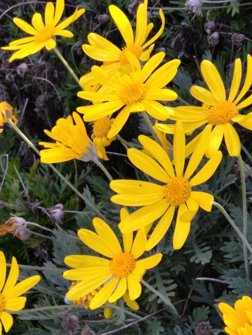 Amature Nature Pics Post'em If You Got 'Em..