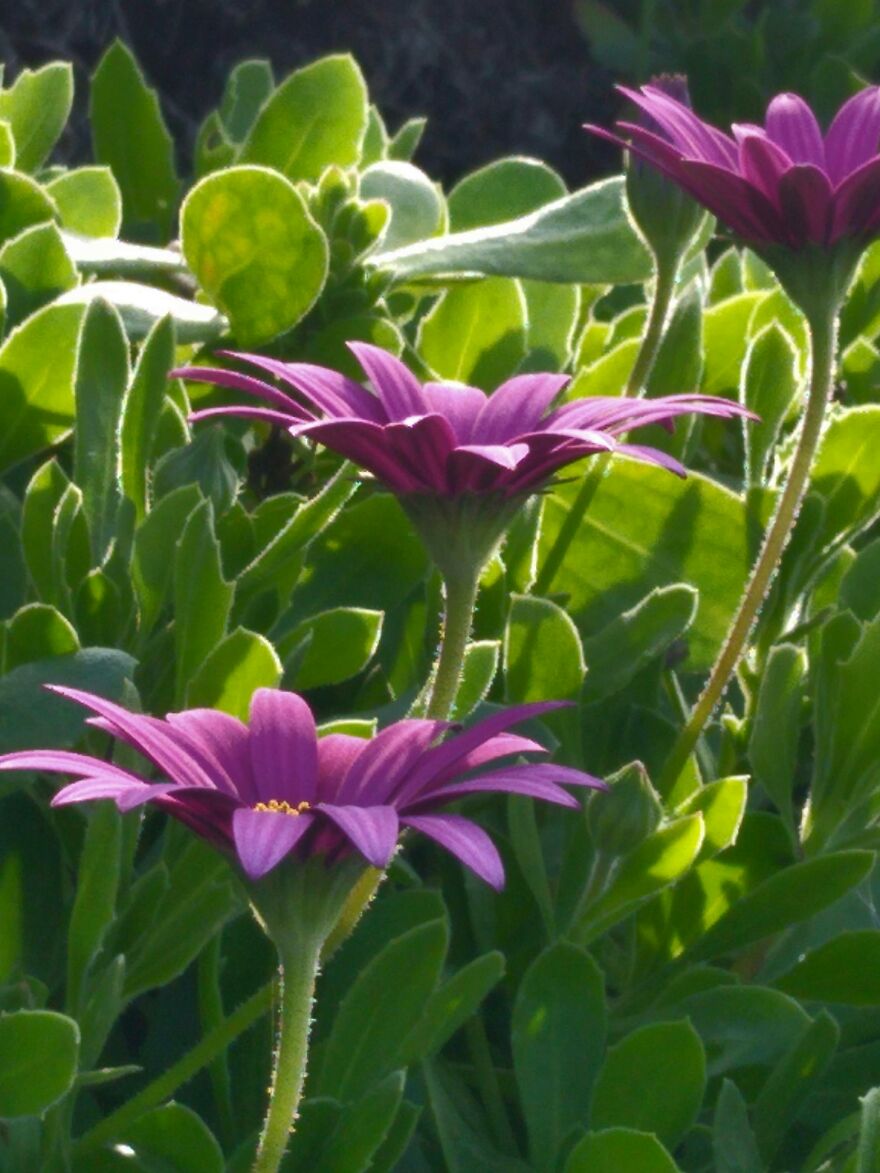 Amature Nature Pics Post'em If You Got 'Em..