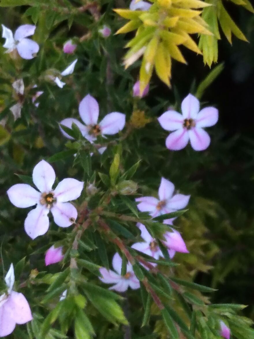 Amature Nature Pics Post'em If You Got 'Em..