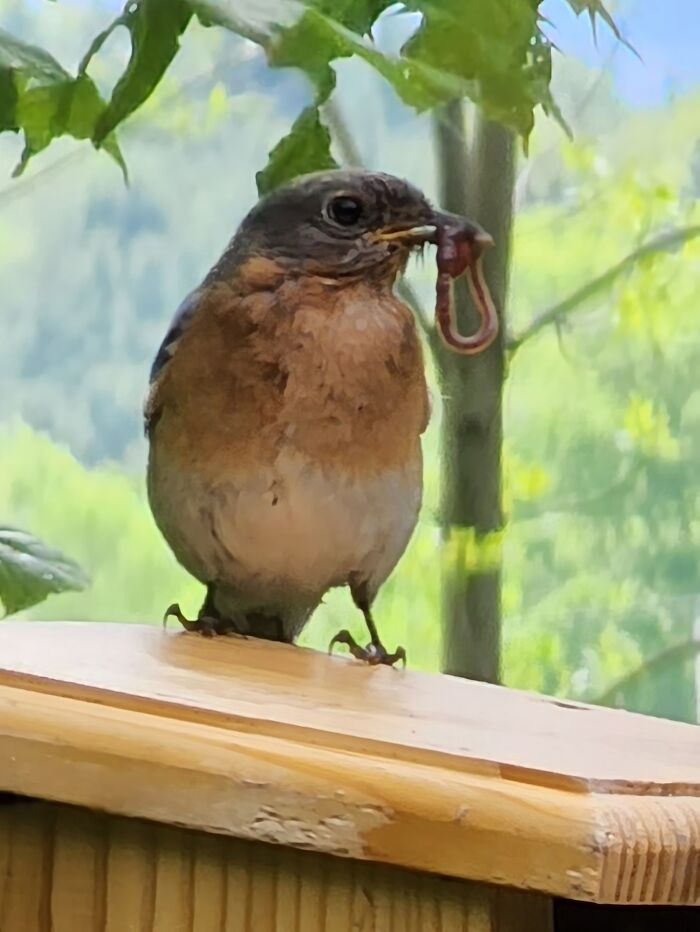 Early Summer Morning Meal