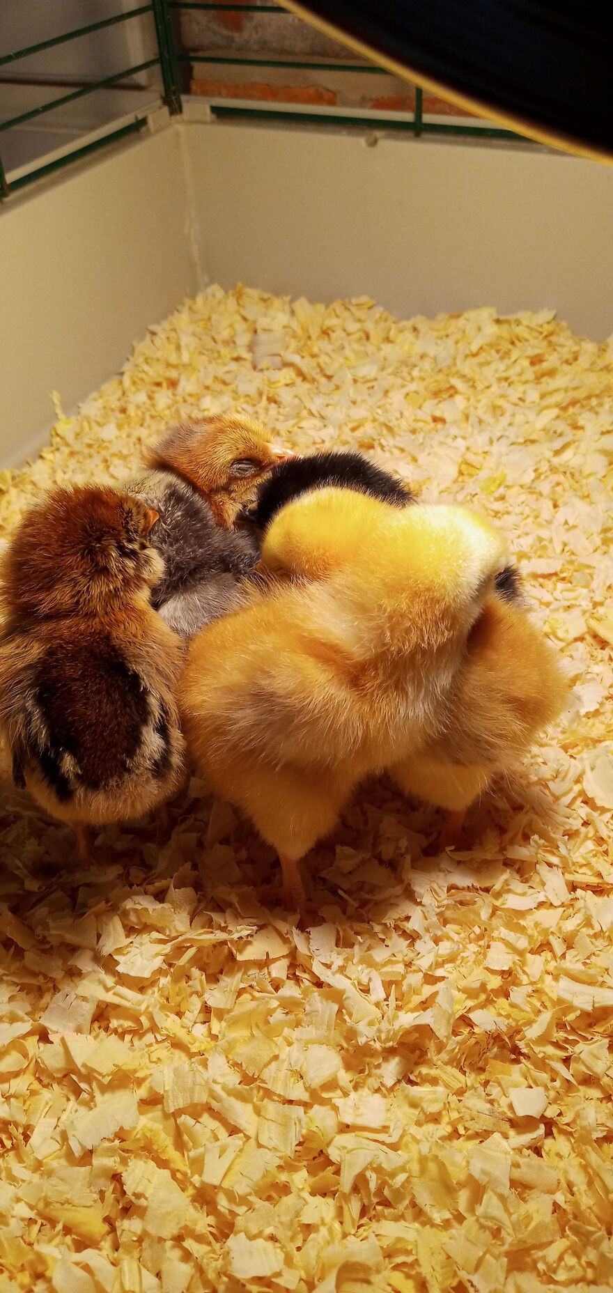 My Fluffy Chicken Nuggets