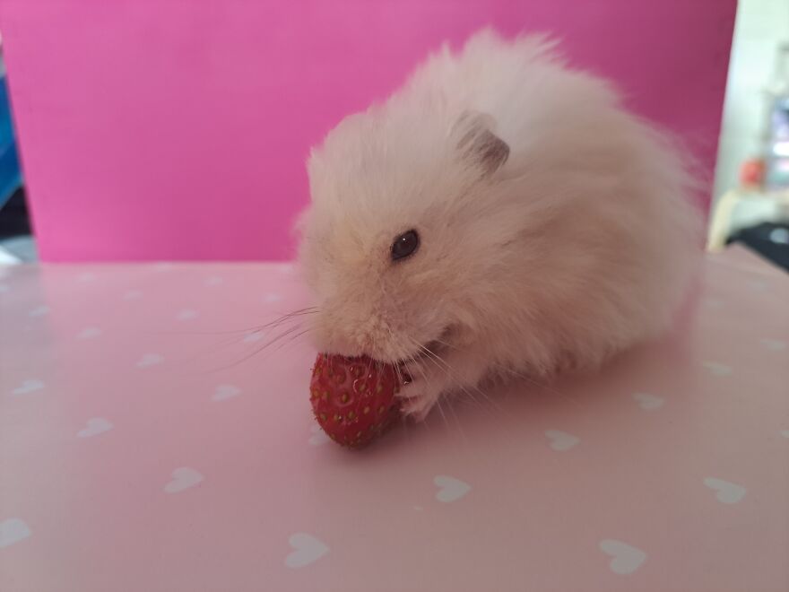 Babybel! He Is Now 2 Years And 2 Months Old!