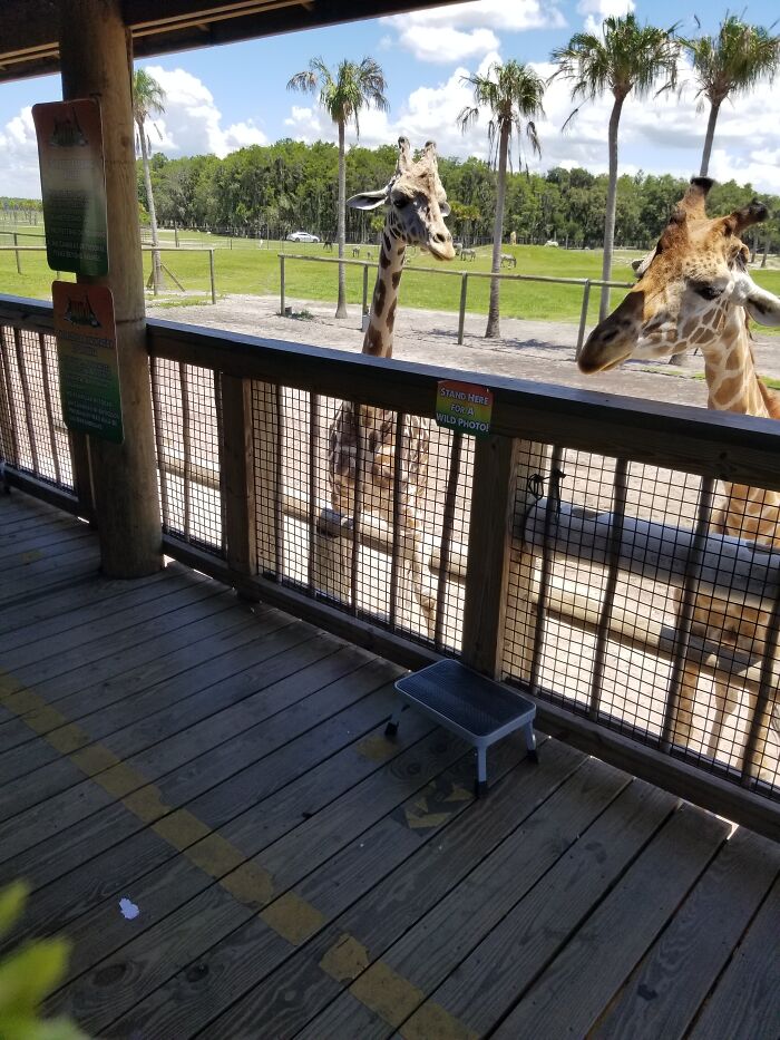 Local Daycation At Wild Florda Drive-Thru Safari In St. Cloud. Got To Get Up Close And Personal With Walter & Leroy.