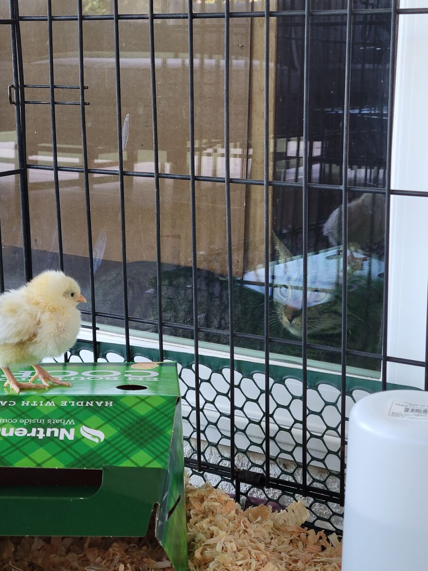 Not On A Farm But This Is One Of My Chickens Having A Stareing Contest With My Cat Xd