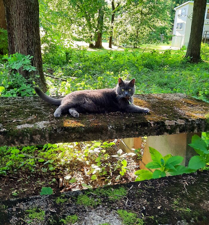 Keeping Cool On A Moss Covered Picnic Table In The Woods.