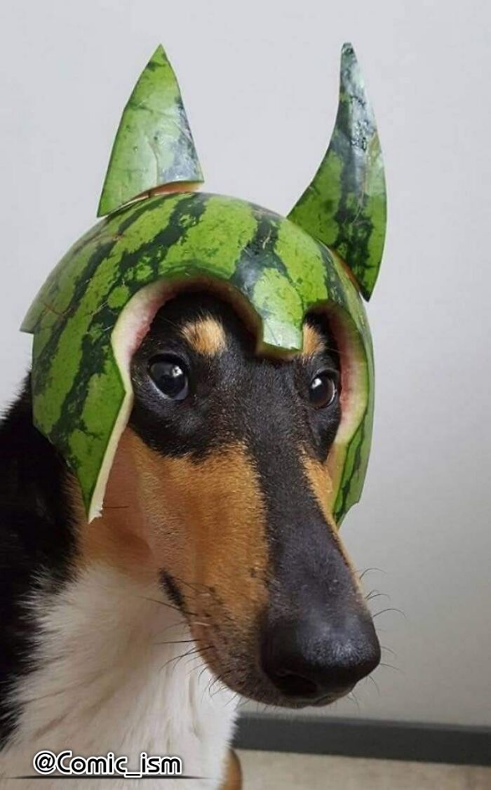 Cute And Adorable Dogs With Watermelon Hats To Brighten Your Day (22 New Pics)