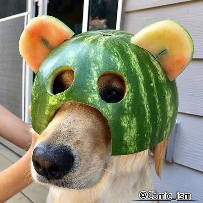 Cute And Adorable Dogs With Watermelon Hats To Brighten Your Day (22 New Pics)