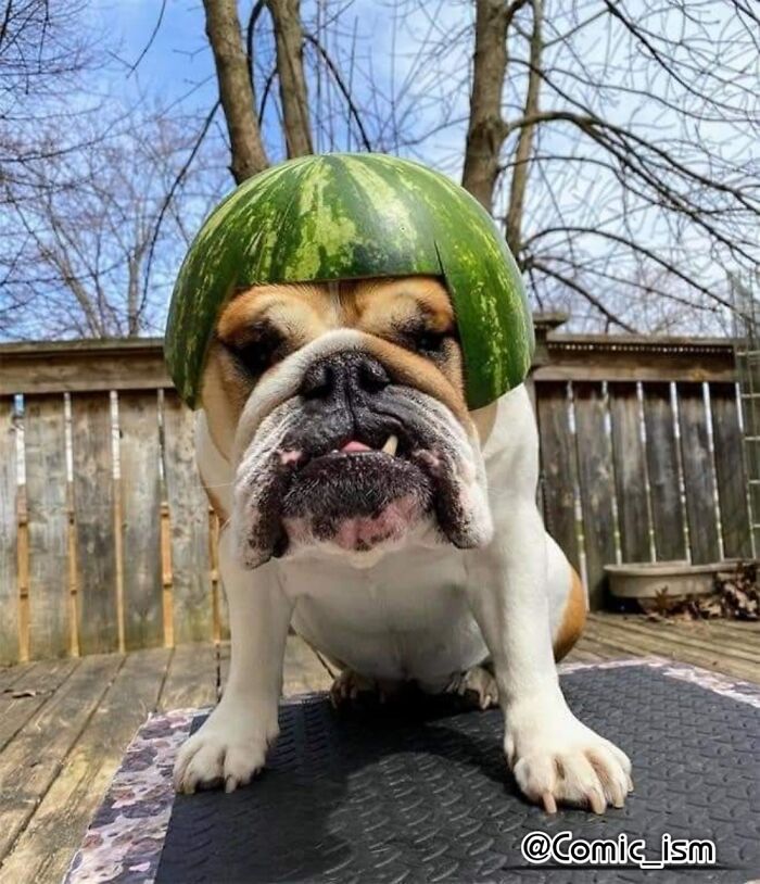 Cute And Adorable Dogs With Watermelon Hats To Brighten Your Day (22 New Pics)