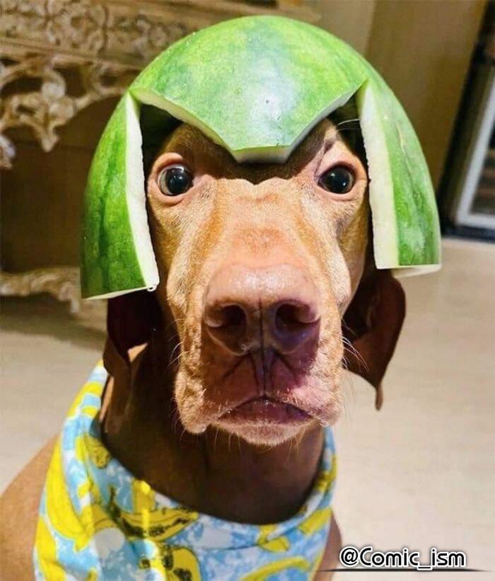 Cute And Adorable Dogs With Watermelon Hats To Brighten Your Day (22 New Pics)