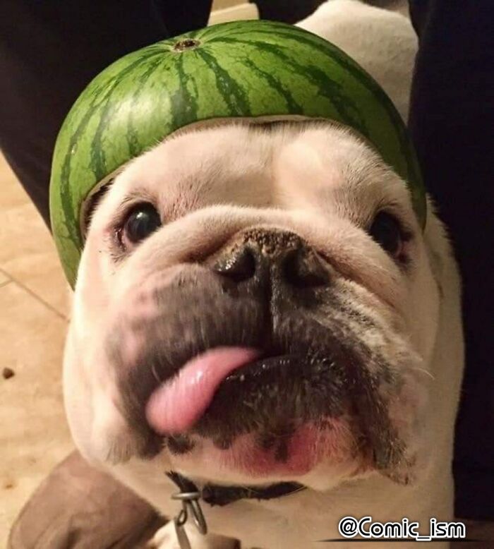 Cute And Adorable Dogs With Watermelon Hats To Brighten Your Day (22 New Pics)