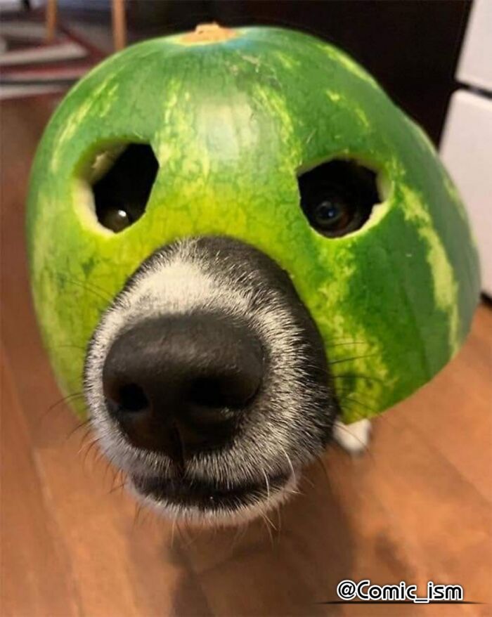 Cute And Adorable Dogs With Watermelon Hats To Brighten Your Day (22 New Pics)