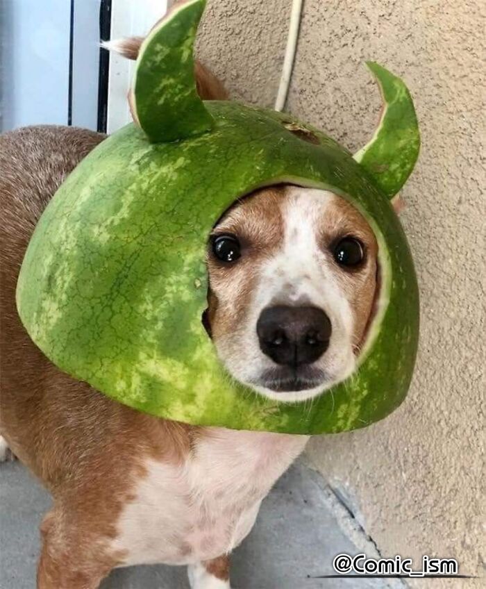 Cute And Adorable Dogs With Watermelon Hats To Brighten Your Day (22 New Pics)