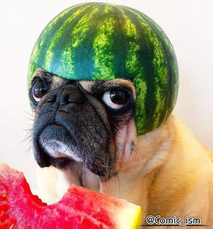 Cute And Adorable Dogs With Watermelon Hats To Brighten Your Day (22 New Pics)