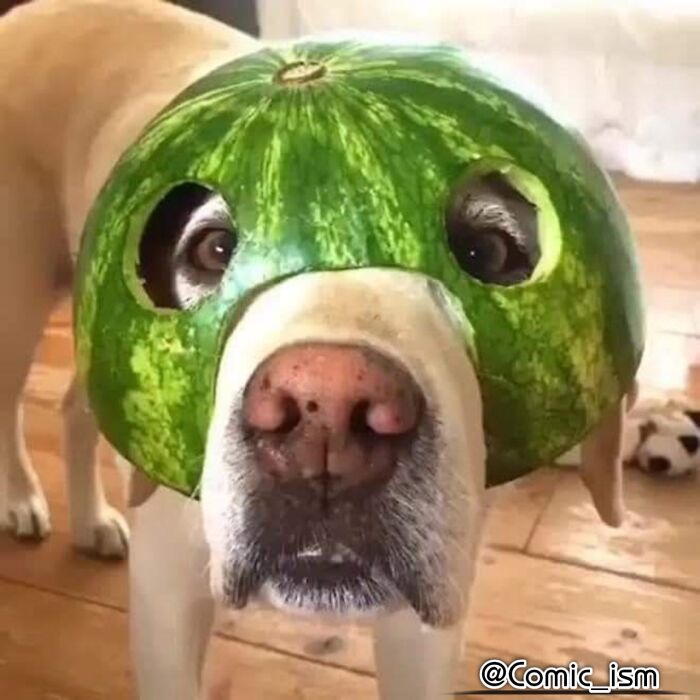 Cute And Adorable Dogs With Watermelon Hats To Brighten Your Day (22 New Pics)