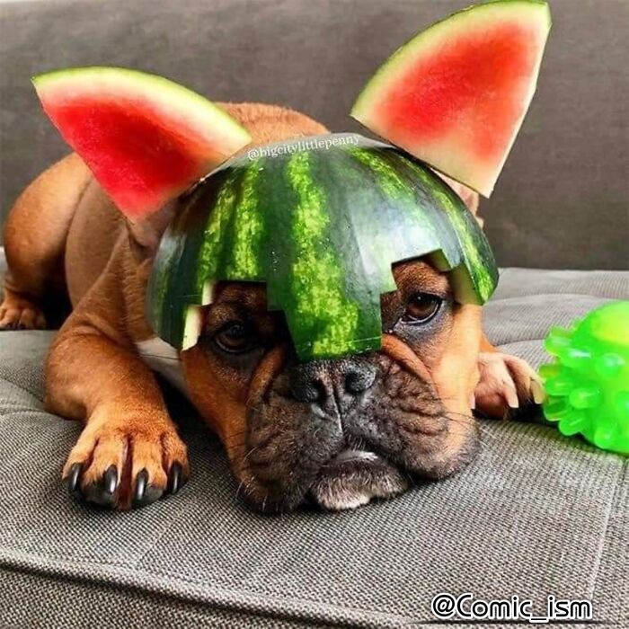 Cute And Adorable Dogs With Watermelon Hats To Brighten Your Day (22 New Pics)