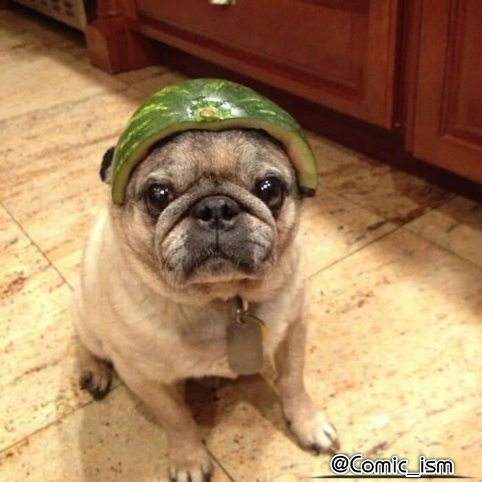 Cute And Adorable Dogs With Watermelon Hats To Brighten Your Day (22 New Pics)