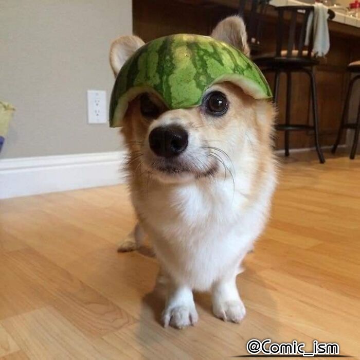 Cute And Adorable Dogs With Watermelon Hats To Brighten Your Day (22 New Pics)