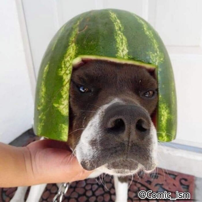 Cute And Adorable Dogs With Watermelon Hats To Brighten Your Day (22 New Pics)