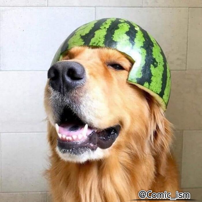 Cute And Adorable Dogs With Watermelon Hats To Brighten Your Day (22 New Pics)