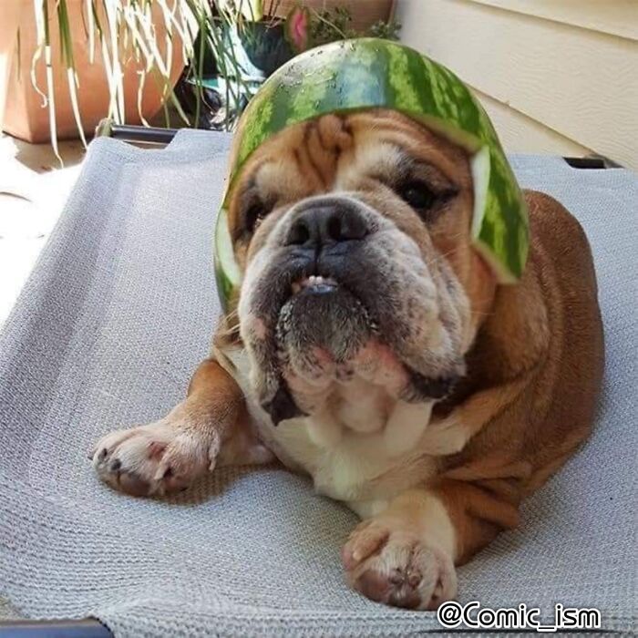 Cute And Adorable Dogs With Watermelon Hats To Brighten Your Day (22 New Pics)