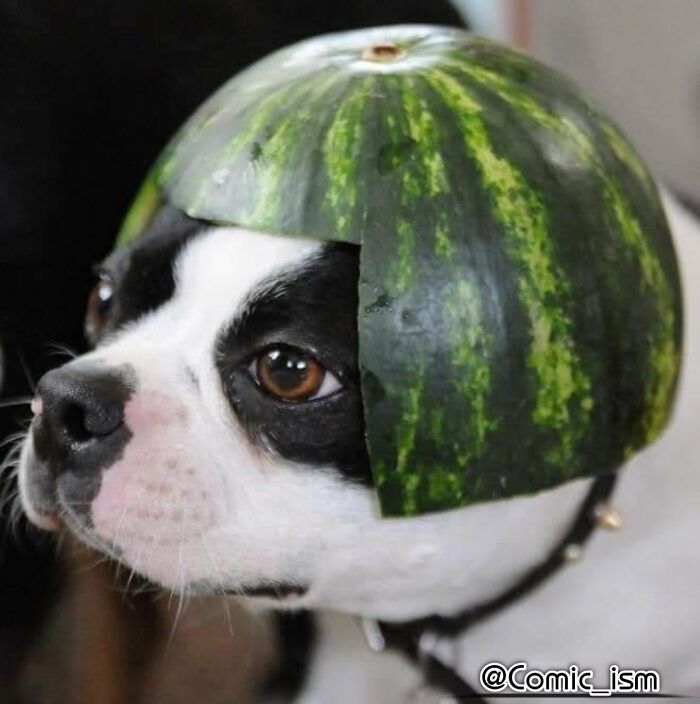 Cute And Adorable Dogs With Watermelon Hats To Brighten Your Day (22 New Pics)