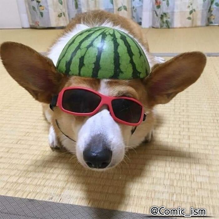 Cute And Adorable Dogs With Watermelon Hats To Brighten Your Day (22 New Pics)