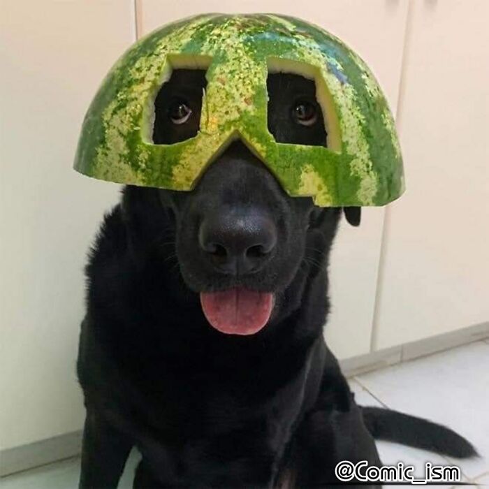 Cute And Adorable Dogs With Watermelon Hats To Brighten Your Day (22 New Pics)