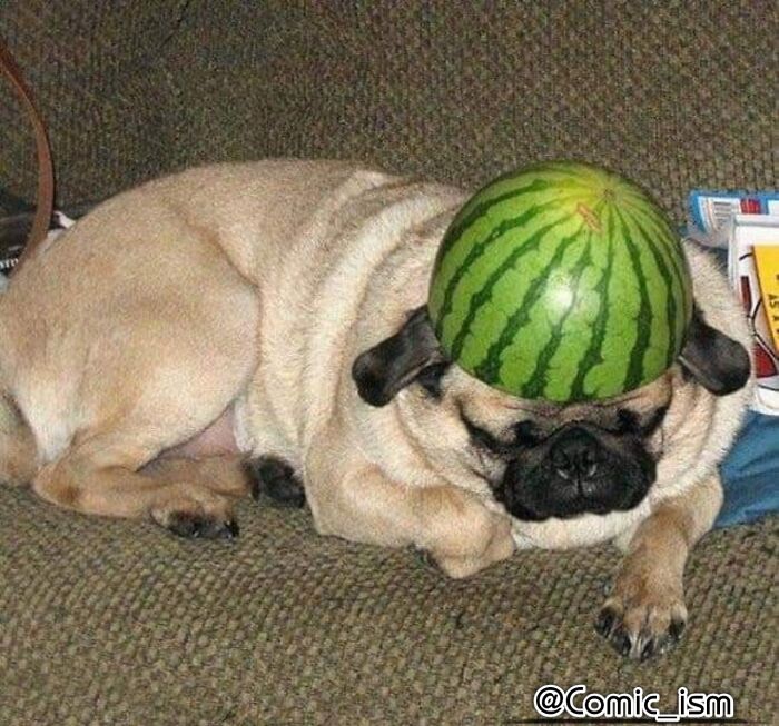 Cute And Adorable Dogs With Watermelon Hats To Brighten Your Day (22 New Pics)