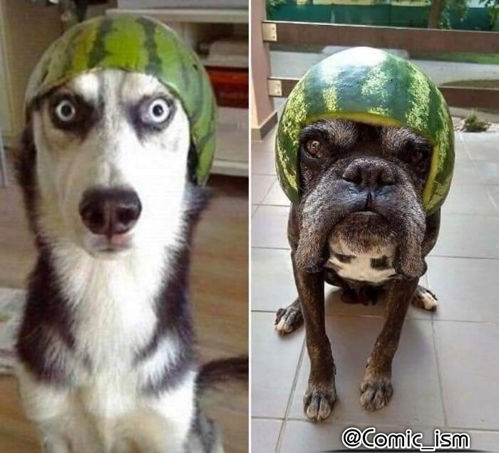 Cute And Adorable Dogs With Watermelon Hats To Brighten Your Day (22 New Pics)