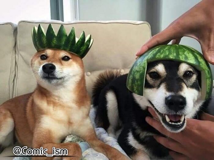 Cute And Adorable Dogs With Watermelon Hats To Brighten Your Day (22 New Pics)