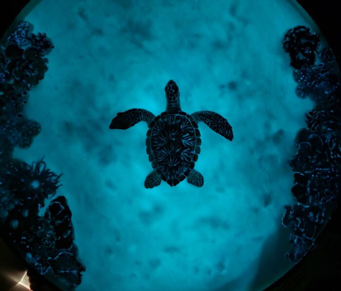 I Create Coffee Tables With Sculpted And Finely Painted Marine Creatures And Corals (13 Pics)