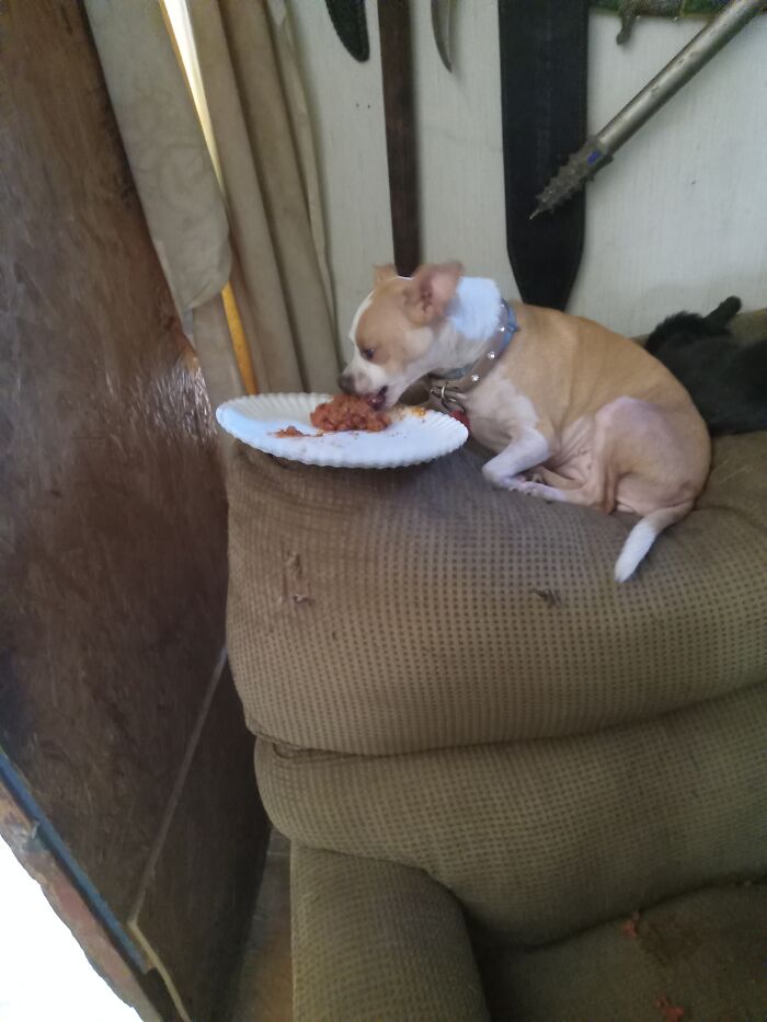 This Is My Chihuahua Eating Chili. She's A Chili Dog. This Photo Makes Me Laugh. I'm Dumb.
