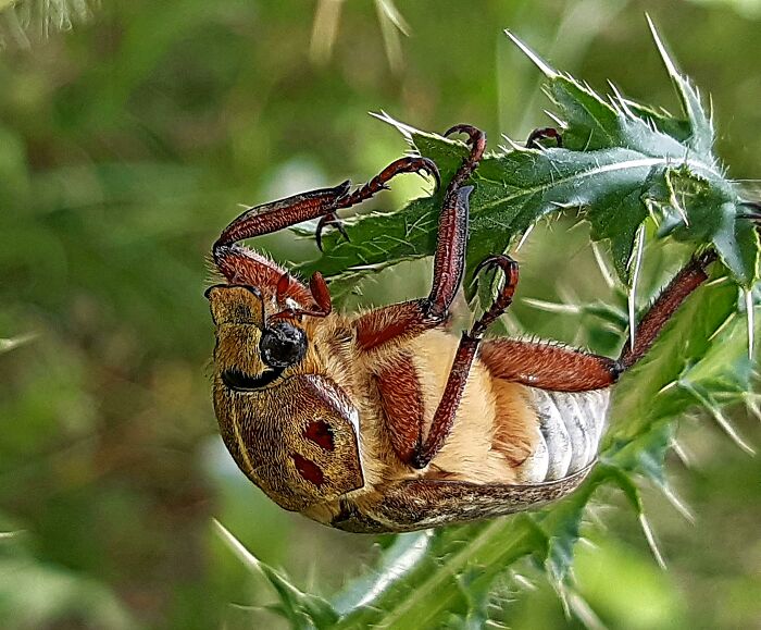 Photographing Unusual Bugs And Butterflies From Summer Meadows And Forests