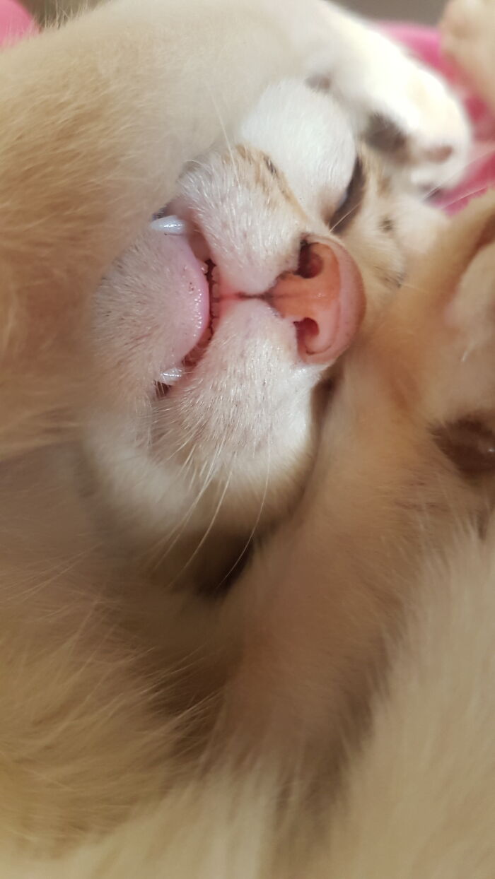 A Rare Close Up Of His Lil' Teefies! ^_^