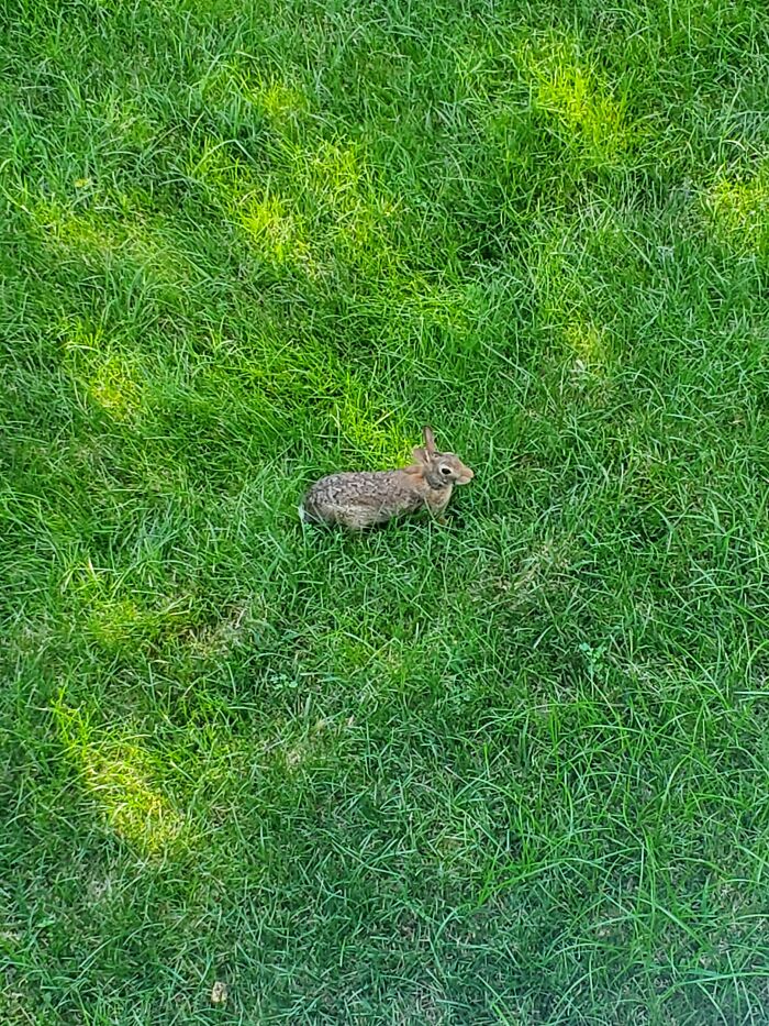 Just A Snake And A Rabbit I Found At My House