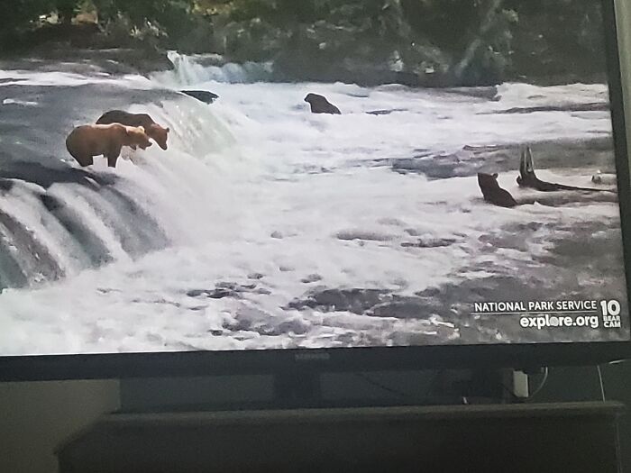 Watching This Webcam Of Bears Catching Salmon In Alaska