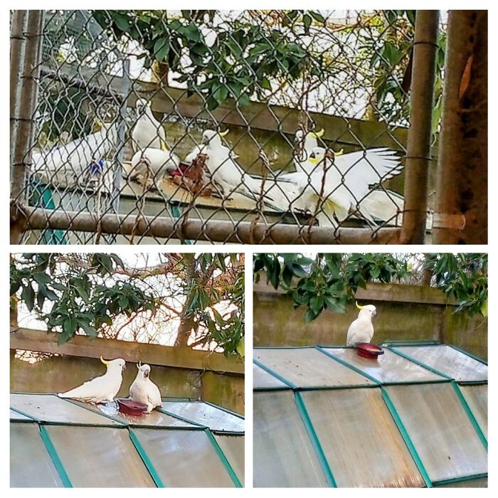 This Collage Is An Example Of What Happens When You Think It's A Good Idea To Put Some Seed Out For The Cockatoo, Then Him And His Mate For The Next Week (In Reverse Chronological Order). Followed By An Awful Photo Of Some Of The 12-15 That Were Patiently Waiting For Me To Wake Up (Meaning Screeching For Upwards Of An Hour Or Two, Much To The Delight Of Our Neighbours). The Photo Only Includes Half Of Them Because Our Half Built Greenhouse Can Only Hold So Many Different Types Of Things That Hold Seed, And Nobody Can Share...