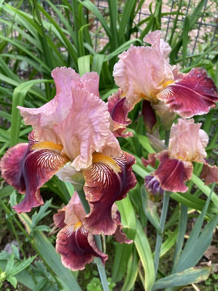 Bearded Iris From A Local Breeder