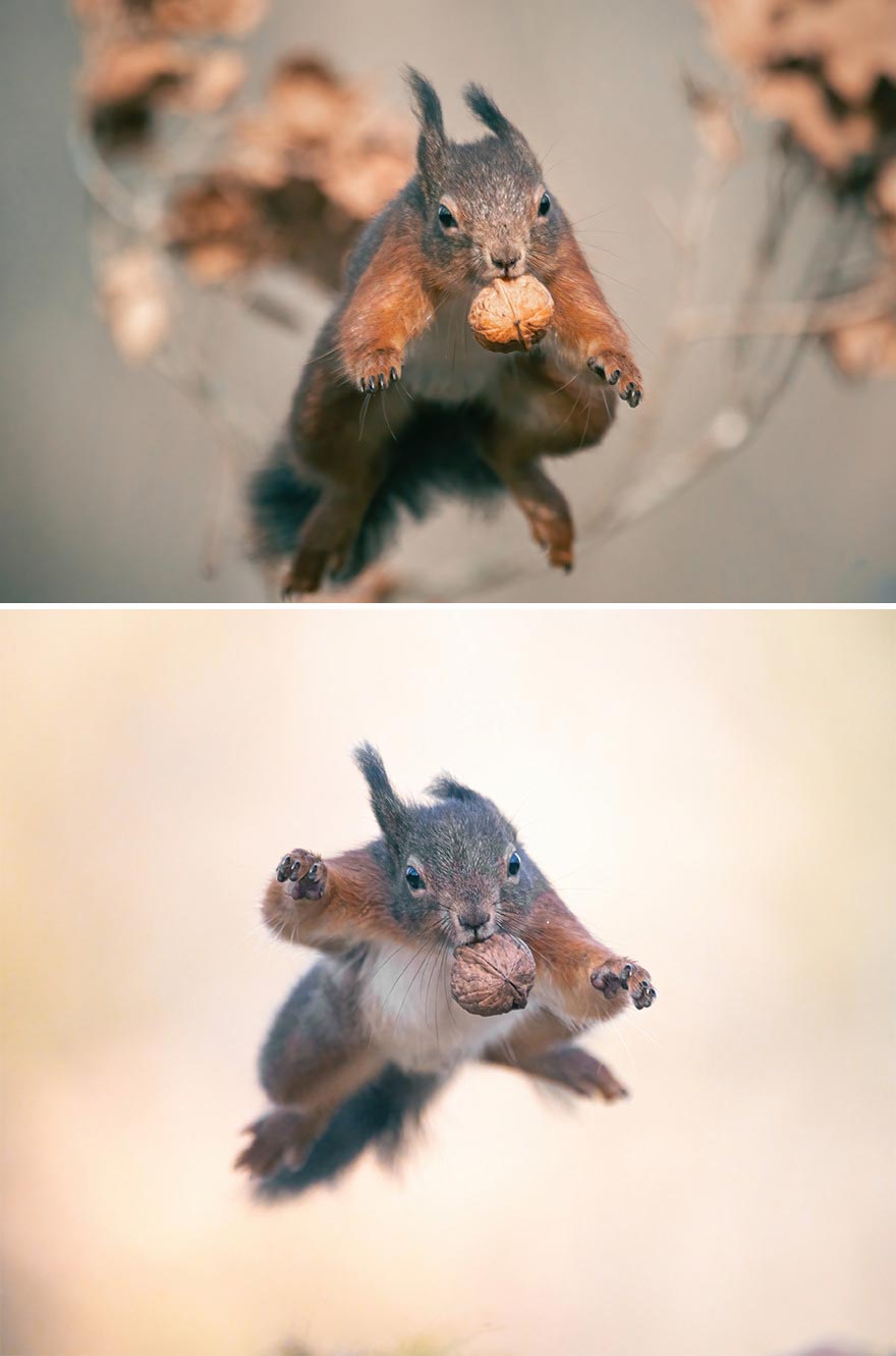 I’ve Spent 5 Years Photographing Jumping Red Squirrels And Here Are 38 Of My Best Photos