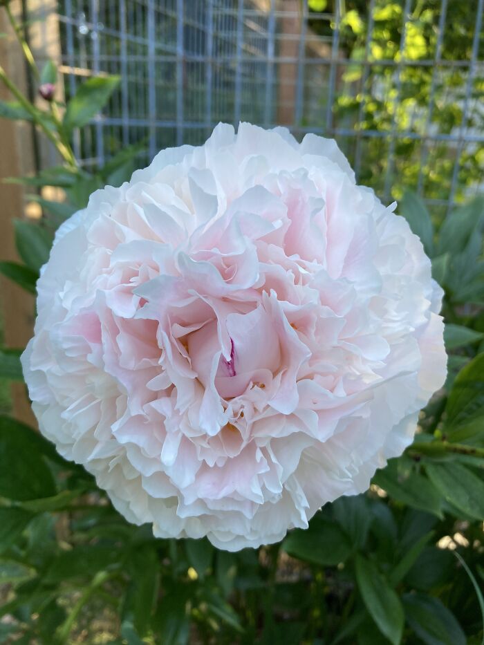 So Fragrant. I Love The Touch Of Pink