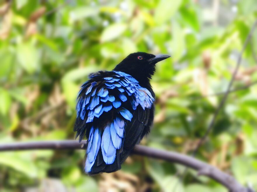 I Photograph Birds And Animals Around The UK, Here Are Some Of My Favourites!