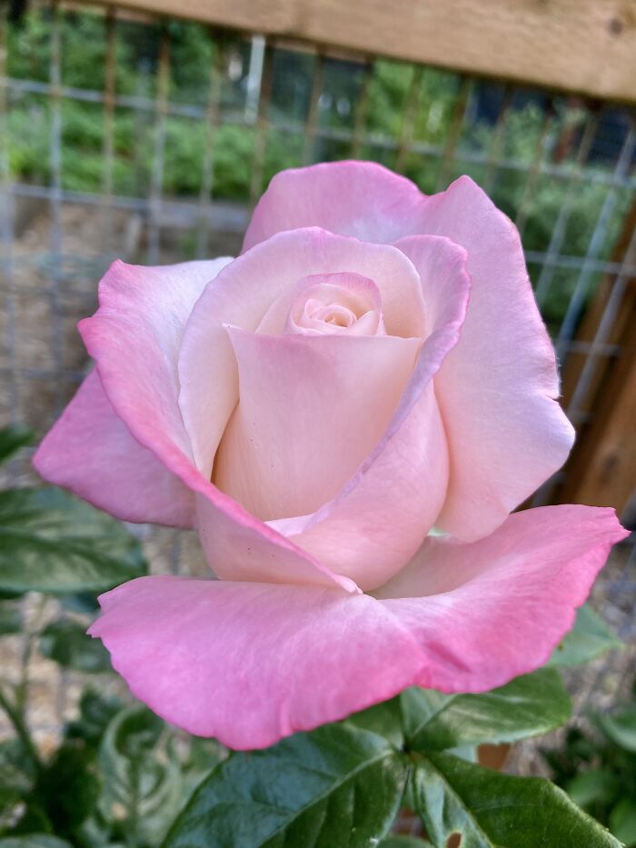 Secret Rose. So Fragrant
