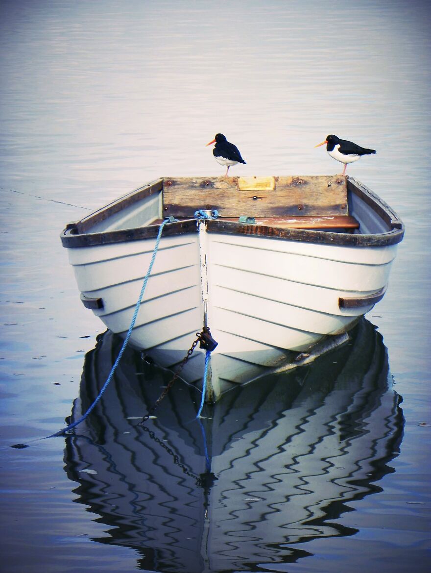 I Photograph Birds And Animals Around The UK, Here Are Some Of My Favourites!