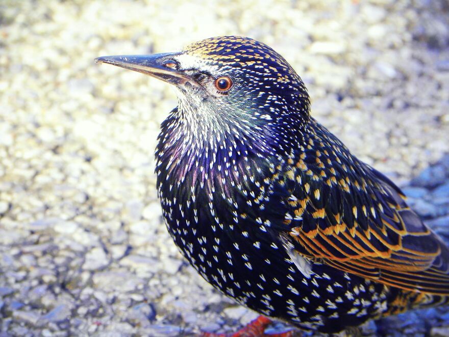 I Photograph Birds And Animals Around The UK, Here Are Some Of My Favourites!