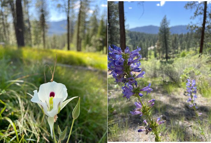 Mountain Wildflowers Up At My Cabin (Idaho)