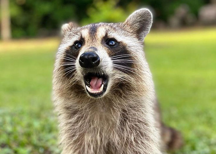 Proud Raccoon Momma Brings Her 4 Kids To Meet The Lady That’d Been Feeding Her Proud Raccoon Momma Brings Her 4 Kids To Meet The Lady That’d Been Feeding Her