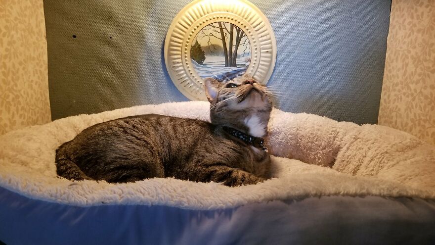 Dad Makes A Cat Bed For His Daughter's Feline From An Old TV, And It Hasn't Gone Unnoticed On The Socials Dad Makes A Cat Bed For His Daughter's Feline From An Old TV, And It Hasn't Gone Unnoticed On The Socials